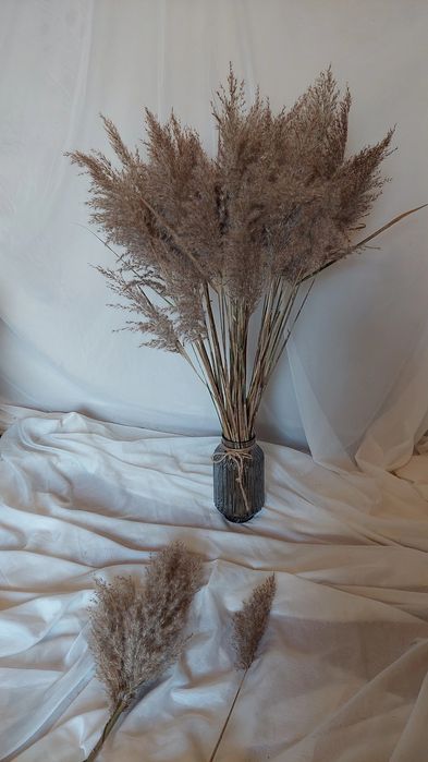 Очерет сухоцвіт декор пампасна трава камиш