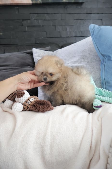 Lulu da Pomerania. Spitz anão LOP e Afixo.Super Mini Laranja. Linhagem Russa