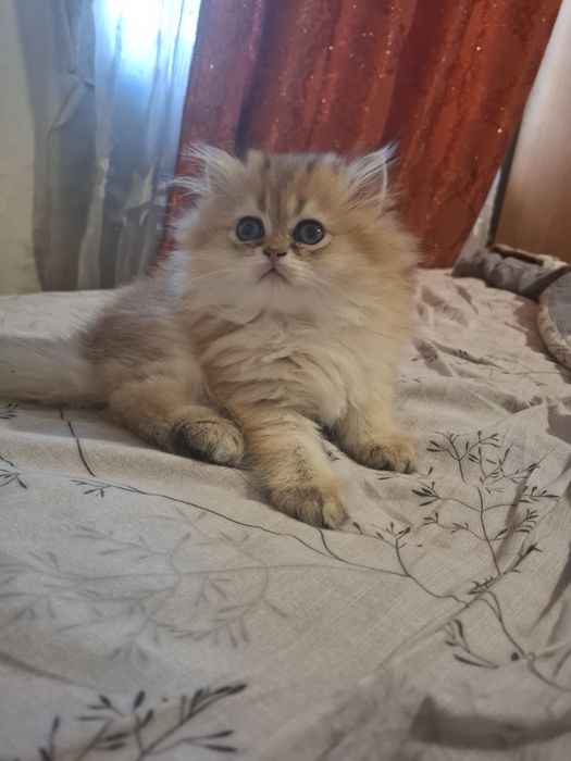 шотланський котик