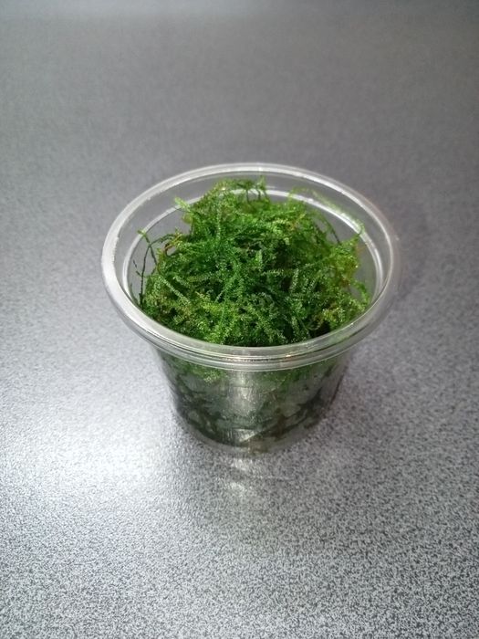 Java Moss, mech jawajski, kubek 100ml