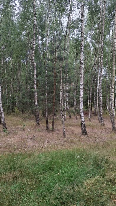 Działka z lasem Zalew Sulejowski