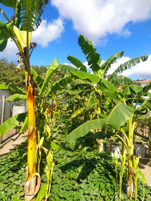 Bananeira envasada p venda