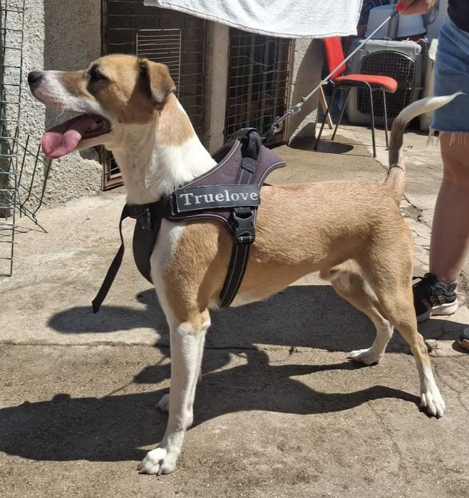 ZEUS, quer o nome, quer o cão, são bonitos; Está para adoção;