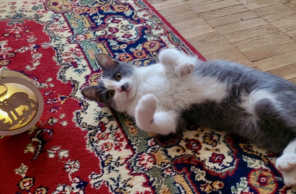 Дівчинка кошеня в добрі руки