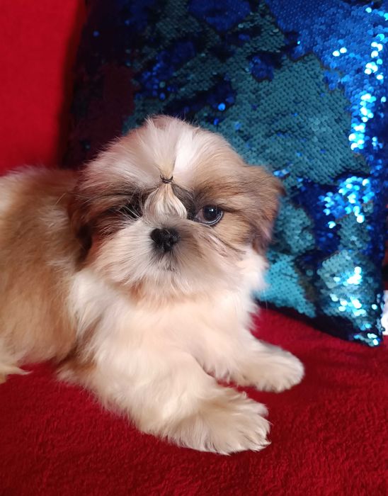 Неймовірна ши тцу МІНІ у найкращі ручки КСУ  (FCI)