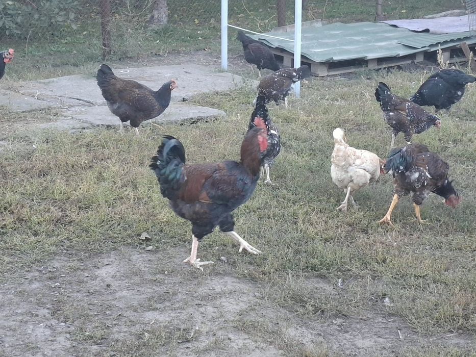 Лівенська ситцева