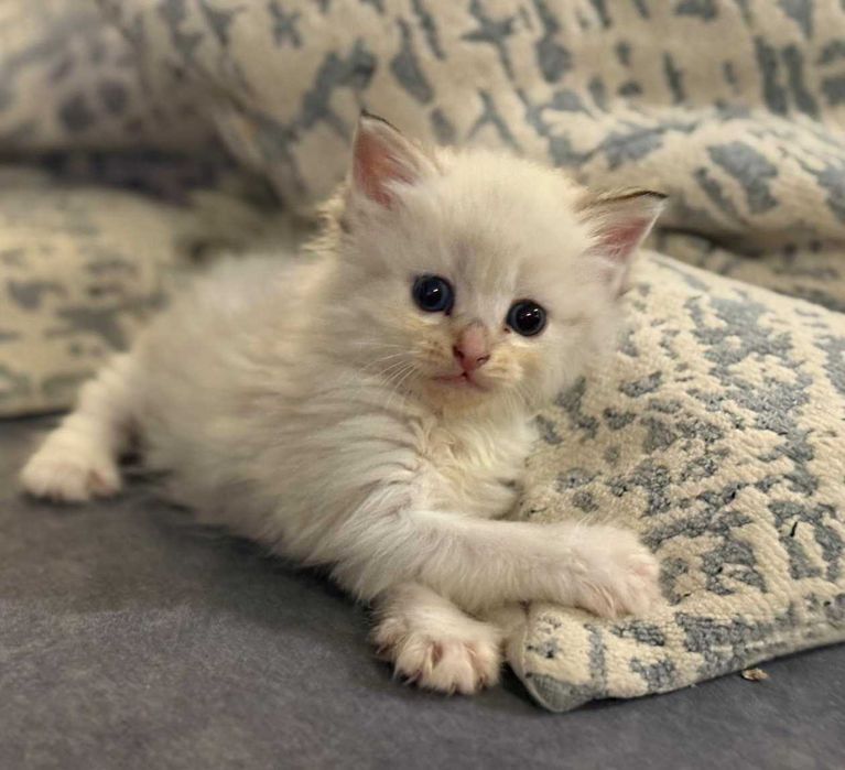 Kotka Neva Masquerade " Różyczka " ZAREZERWOWANA