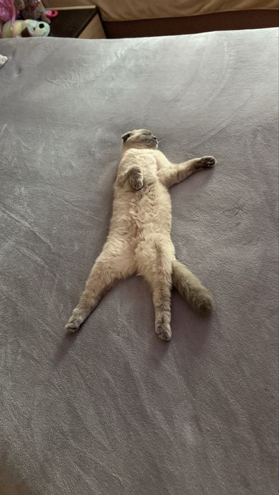 Прикрасна шотланка висловуха