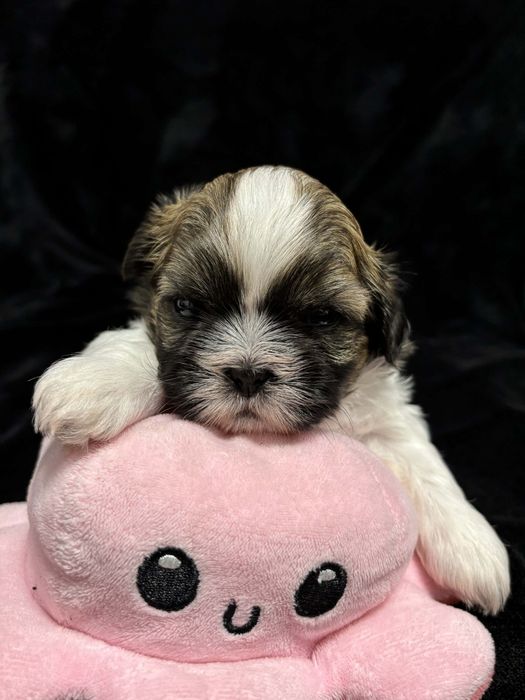 Piesek  shihtzu z rodowodem