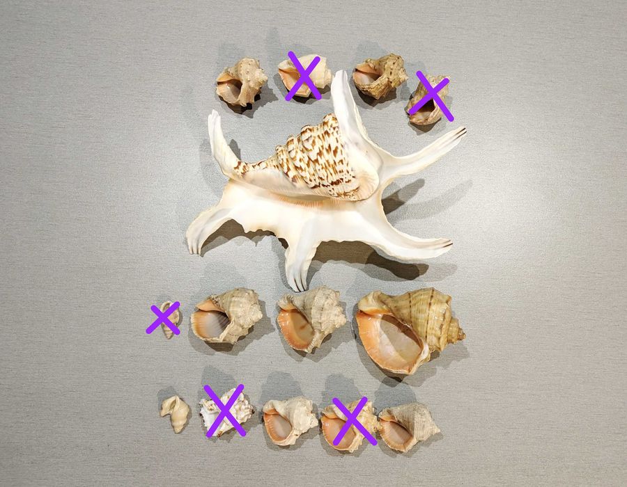 Мушлі натуральні морські