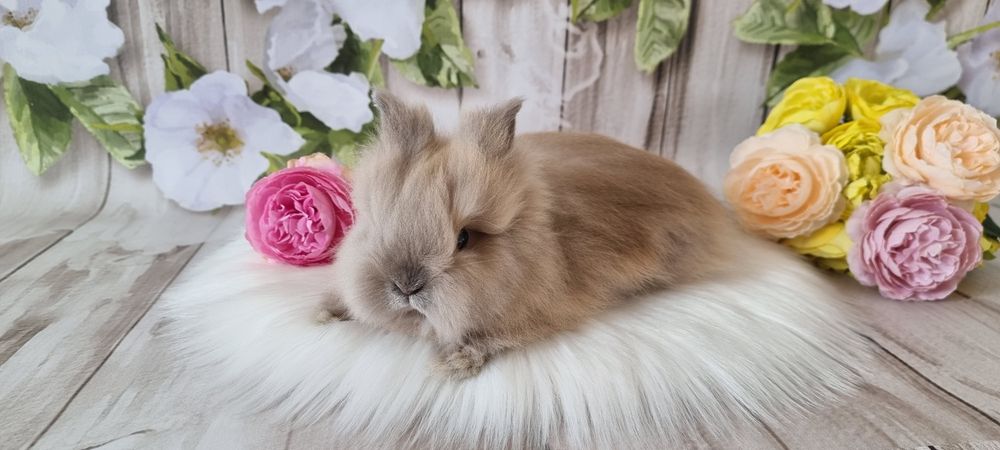 Śliczne króliczki karzełek  Teddy zapraszamy gotowe do odbioru