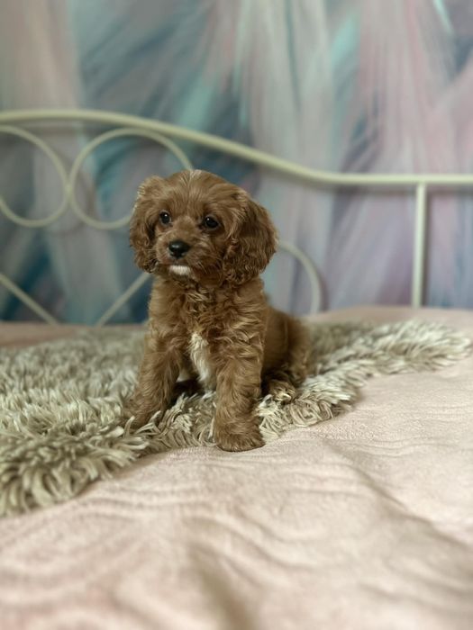 Cudowna suczka Cavapoo