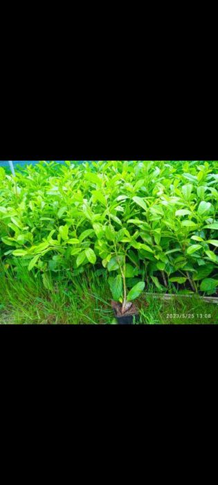 Laurowiśnia novita rotundifolia caucasica