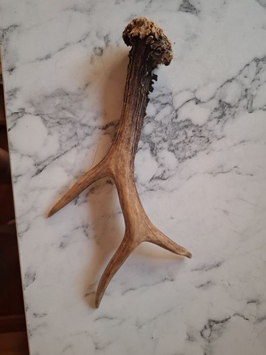 Poroże duze sarny koziołka