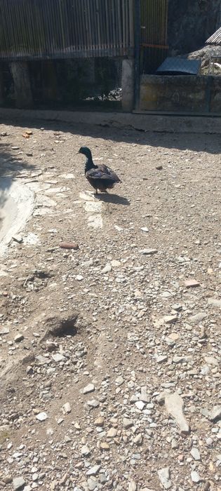 Casal patos cruzados cayuga