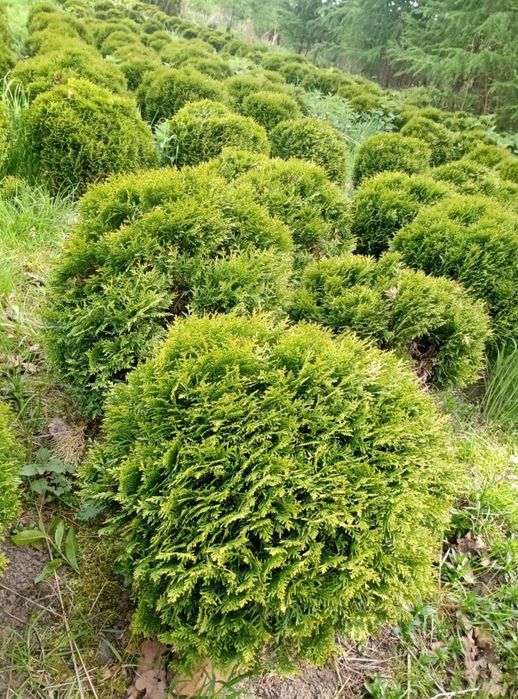 Tuja danica/hoseri - 16zł/szt