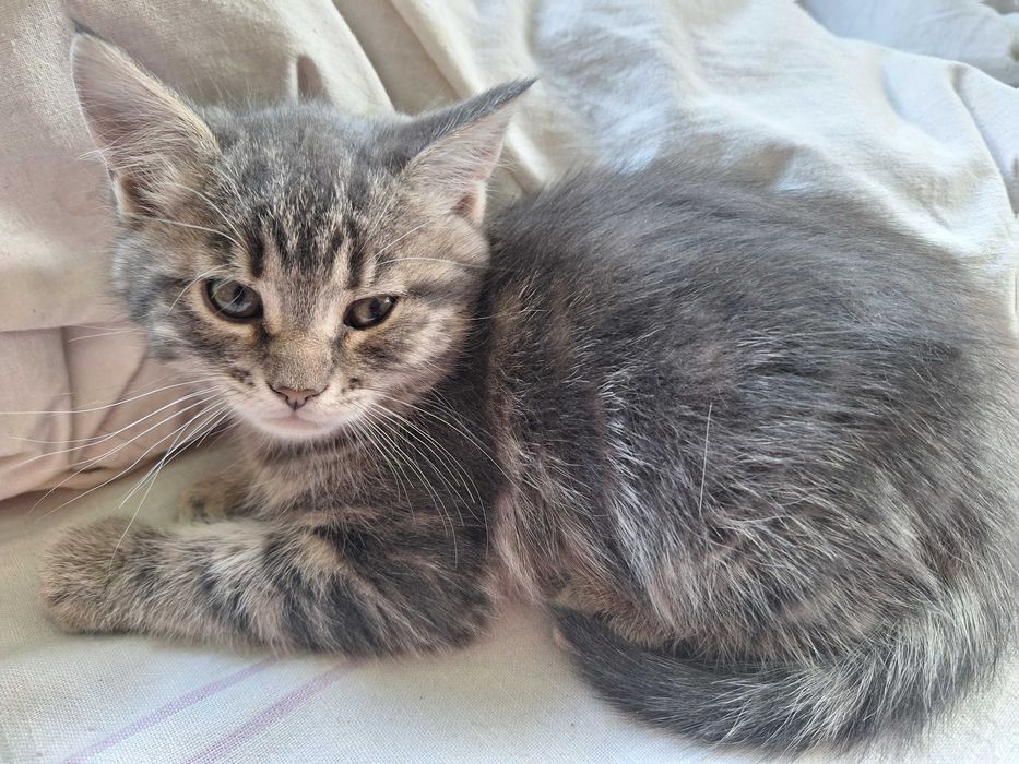 Продається 1.5 місяця дівчинка  сама їстьна лоток ходить