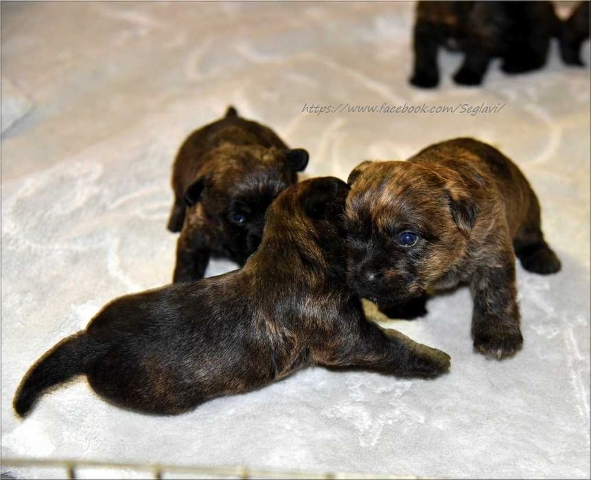 Cairn Terrier - rodowodowy (ZKwP/FCI) piesek