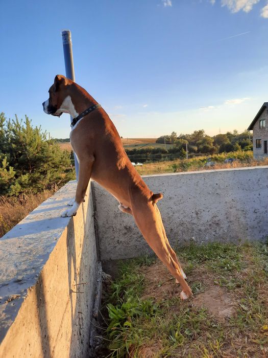 В'язка собак породи боксер