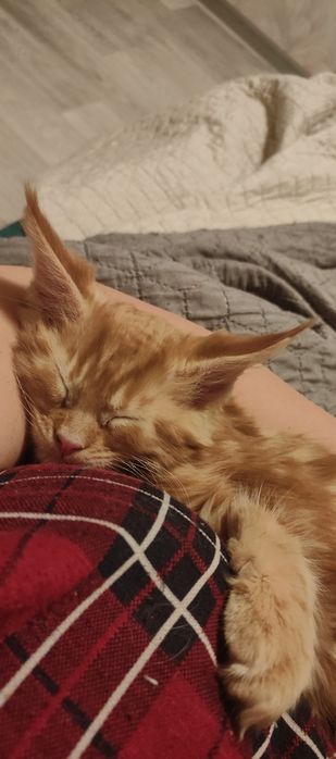 Рыжий красавчик Мейн Кун.