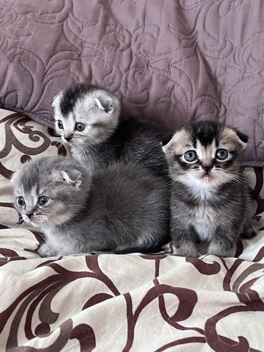 Кошенята висловухі