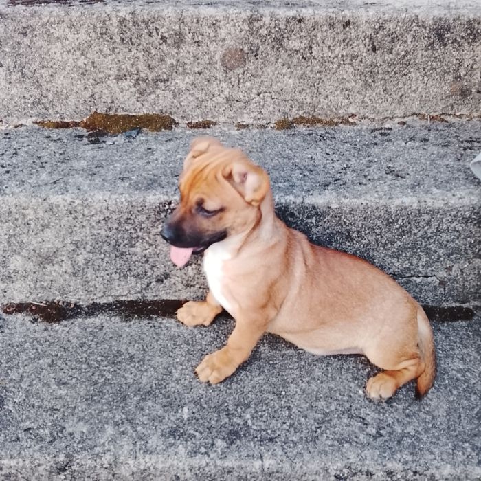 Cães para adoção