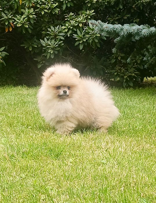 Pomeranian sliczny misiu xs