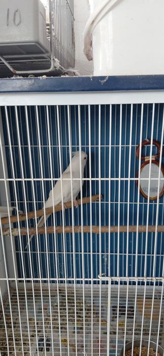 Caturras  machos bravas para criacao