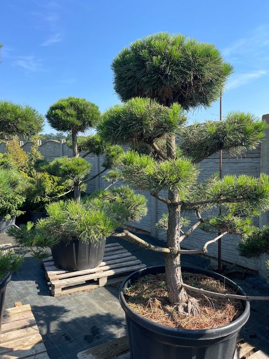 Bonsai Sosna Czarna Niwaki 180-200 cm Cena 2500 zł