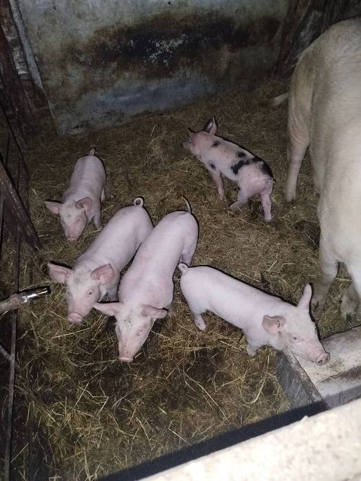 Продам поросята 2 місяці