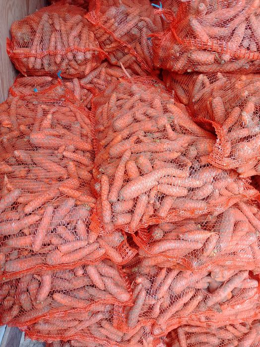 Marchew Marchewka paszowa