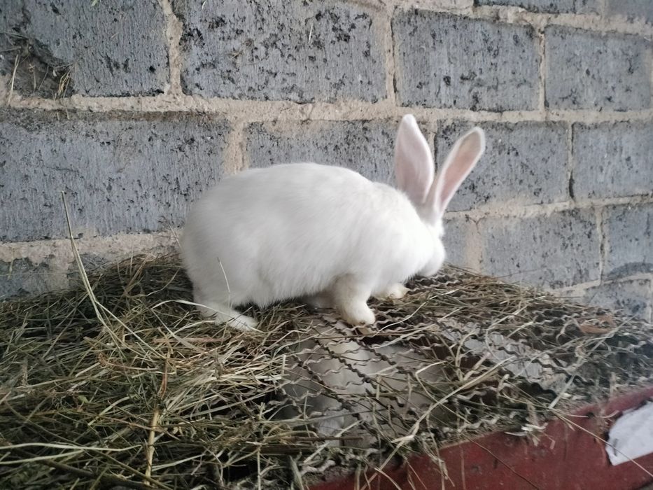 Sprzedam samca Belg Olbrzym .