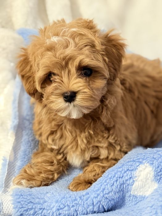 Мальтипу мини щенок!