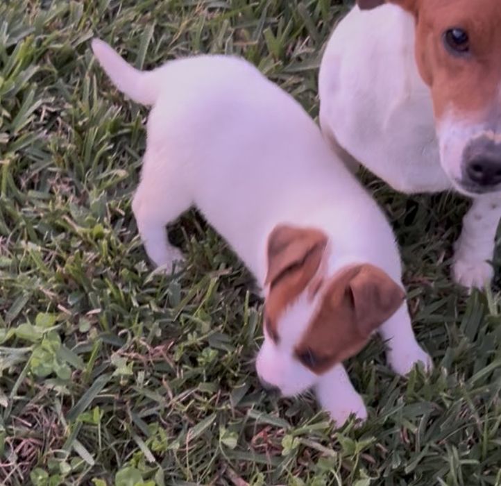 Jack russel qualidade
