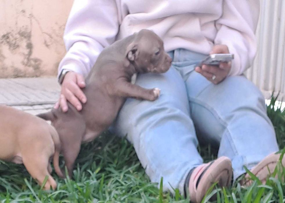 American Bully Pocket