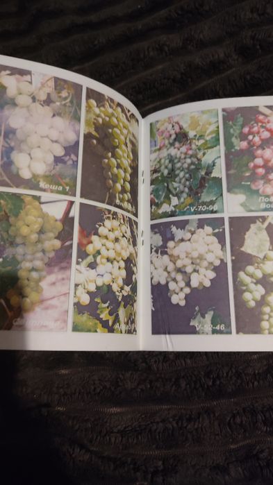 Північне виноградство П. О. Мазур