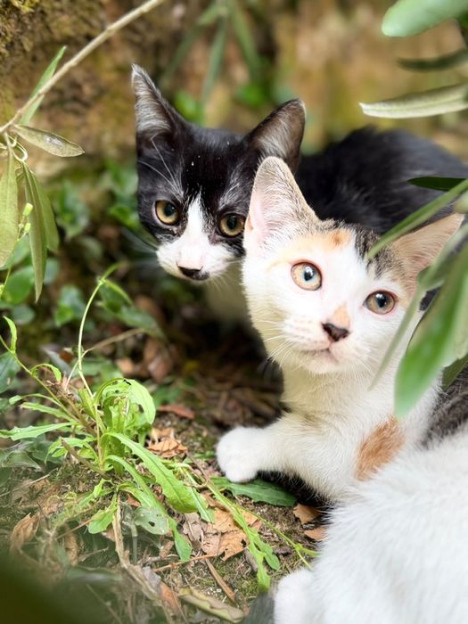 Doam-se dois gatinhos
