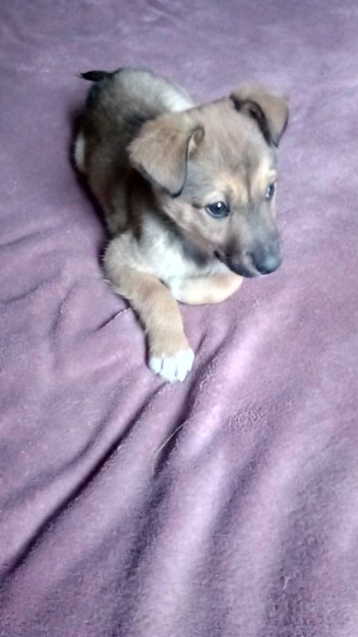 Метис хаски . Малыши.