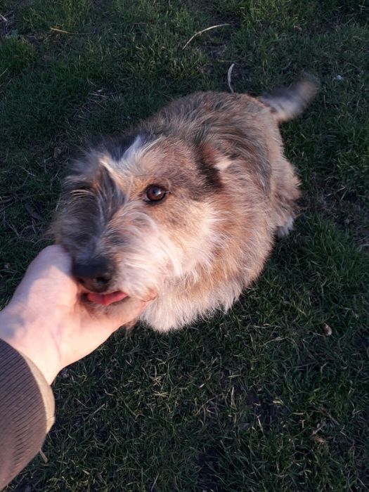 Віддаю в добрі руки