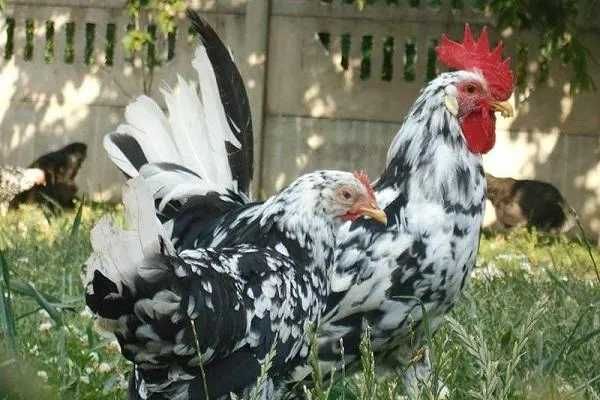 Kurki odchowane Rosa Leghorn Tuczna