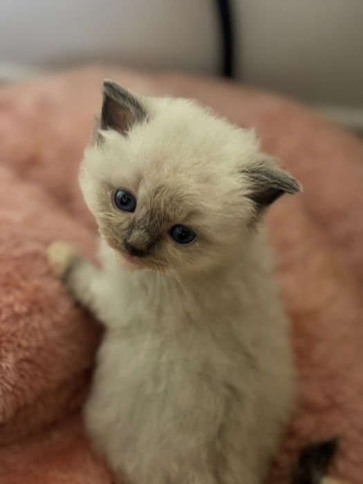 Ragdoll ,,Ikar"piękny kot do Felinoterapii FPL FIFE