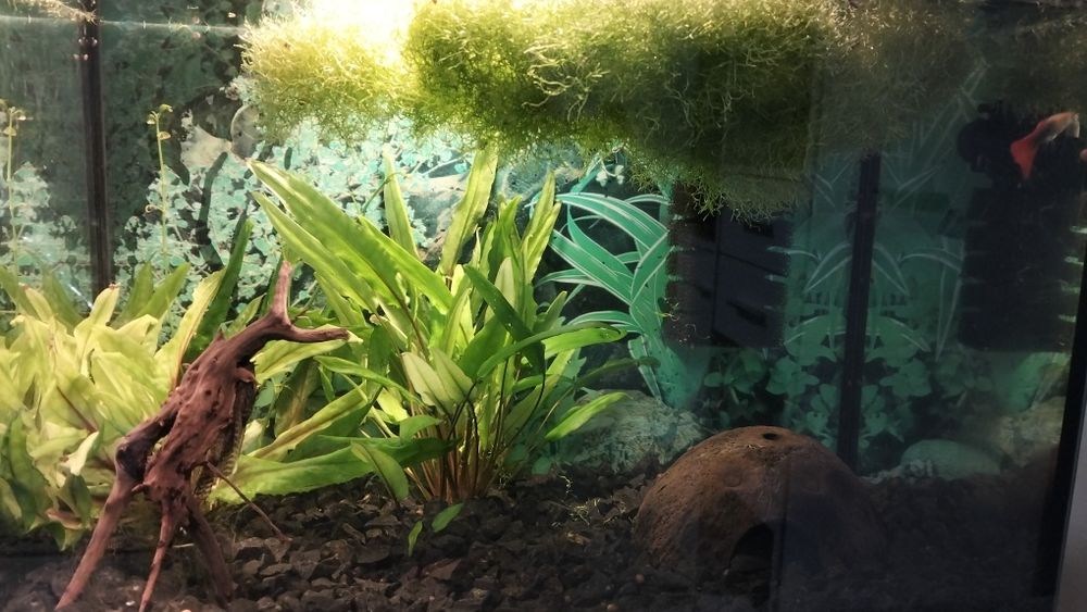 Akwarium z wyposażeniem