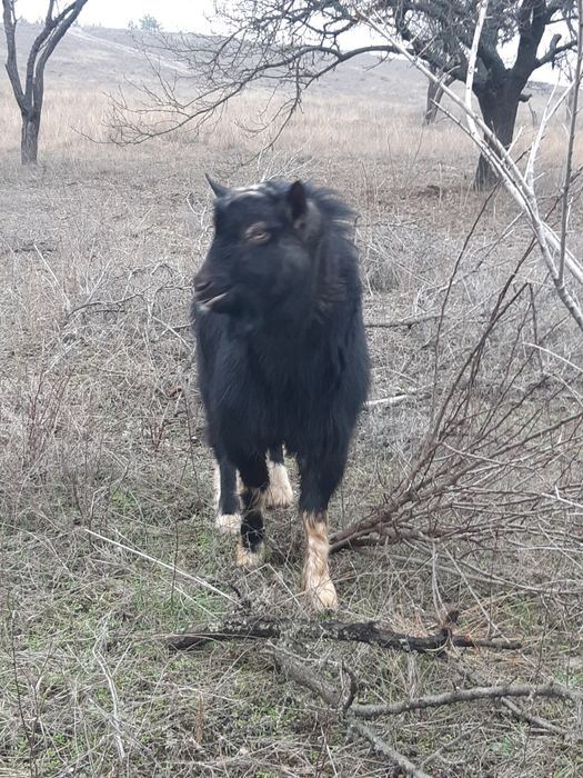 Продается козел.