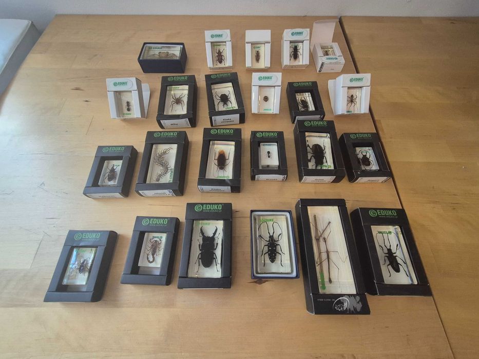 Preparaty biologiczne zatopione w pleksi, hobby, zajęcia przyrodnicze