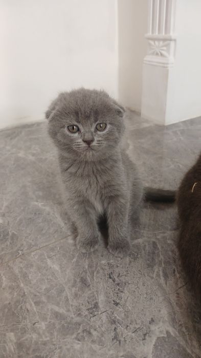 Котики висловухі