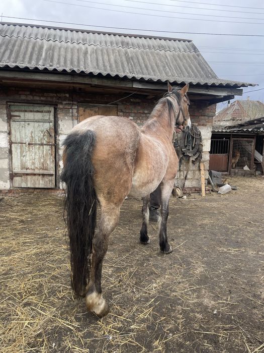 Продам кобылу 8 лет робочая