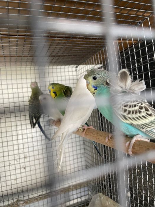 Periquitos lutinos, albinos, hagoromo