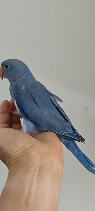 Ring necks bebés