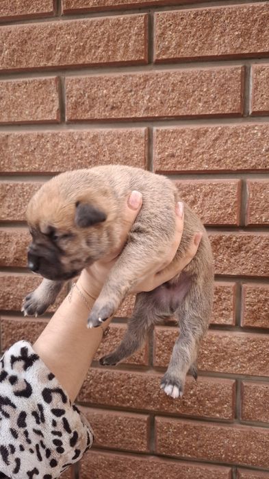 Щенки Испанский Алано.Канадский дог. Метис