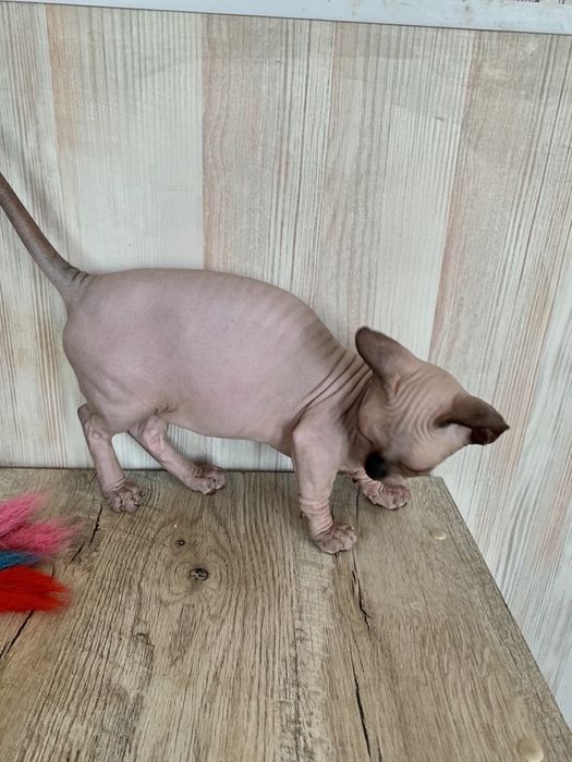 Bambino